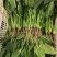 【精品菠菜】山东寿光直发大小叶菠菜货源充足