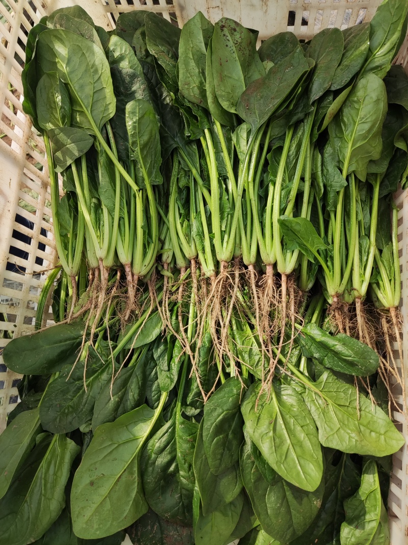【精品菠菜】山东寿光直发大小叶菠菜货源充足
