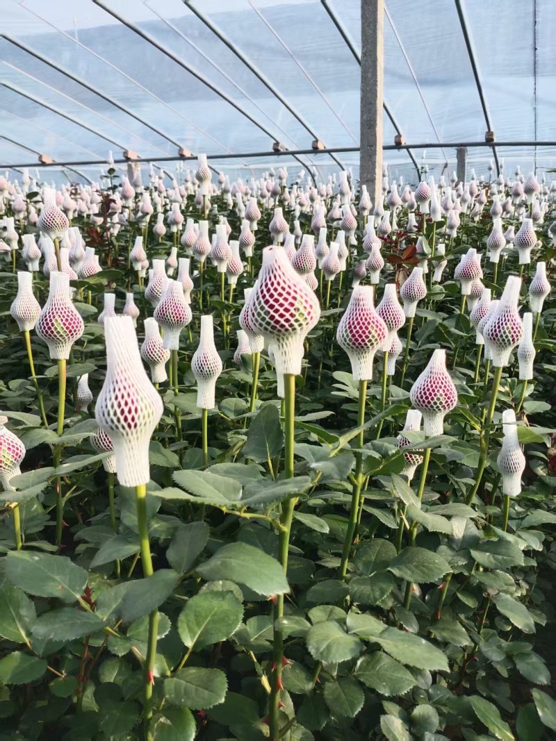 玫瑰花月季泡沫网套鲜花防护发泡塑形网状珍珠棉花网农用散装