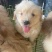金毛幼犬