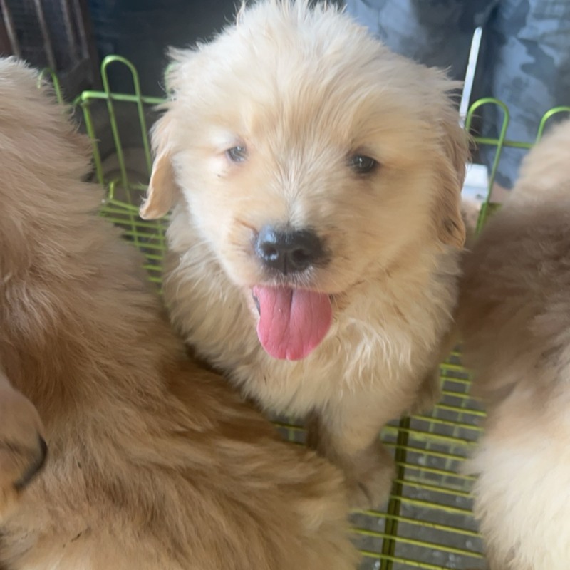 金毛幼犬