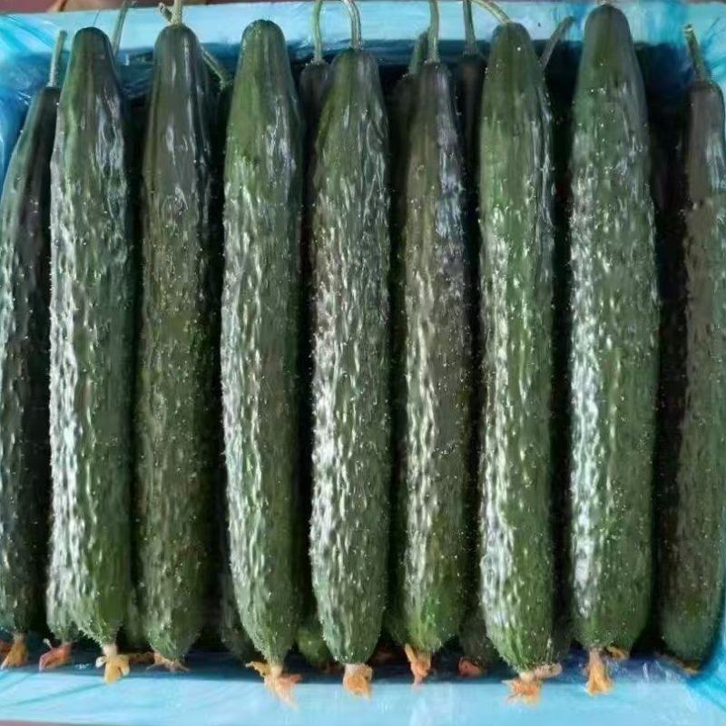 寿光密刺黄瓜大量上市顶花带刺精品黄瓜全国发货