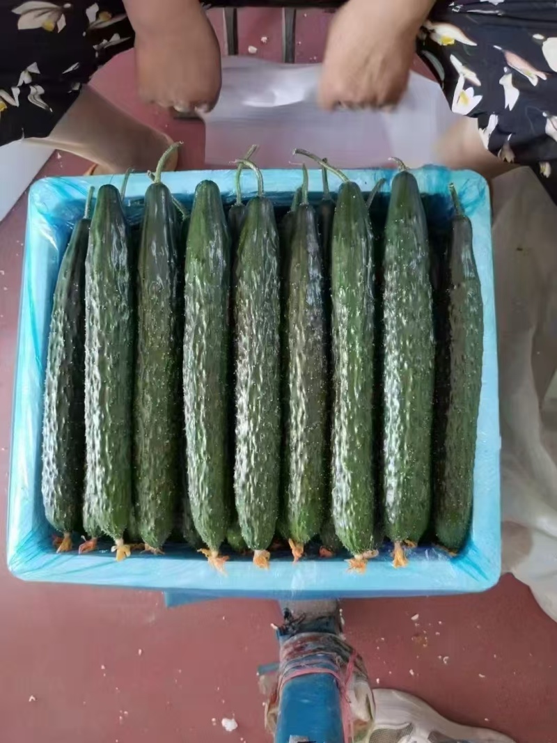 寿光密刺黄瓜大量上市顶花带刺精品黄瓜全国发货