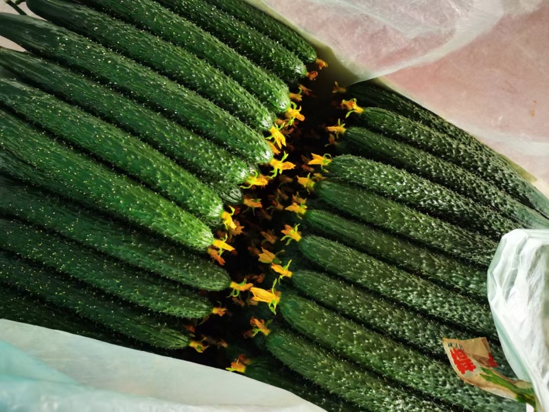 寿光密刺黄瓜大量上市顶花带刺精品黄瓜全国发货