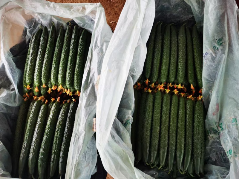 寿光密刺黄瓜大量上市顶花带刺精品黄瓜全国发货