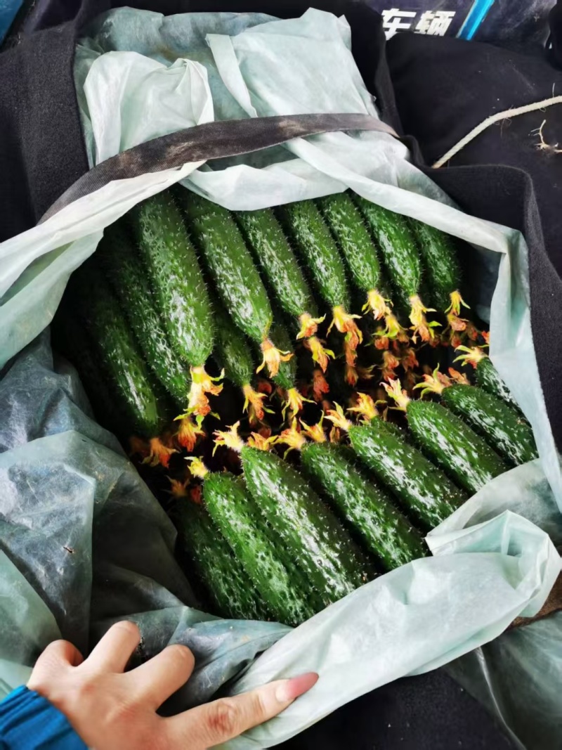 寿光密刺黄瓜大量上市顶花带刺精品黄瓜全国发货