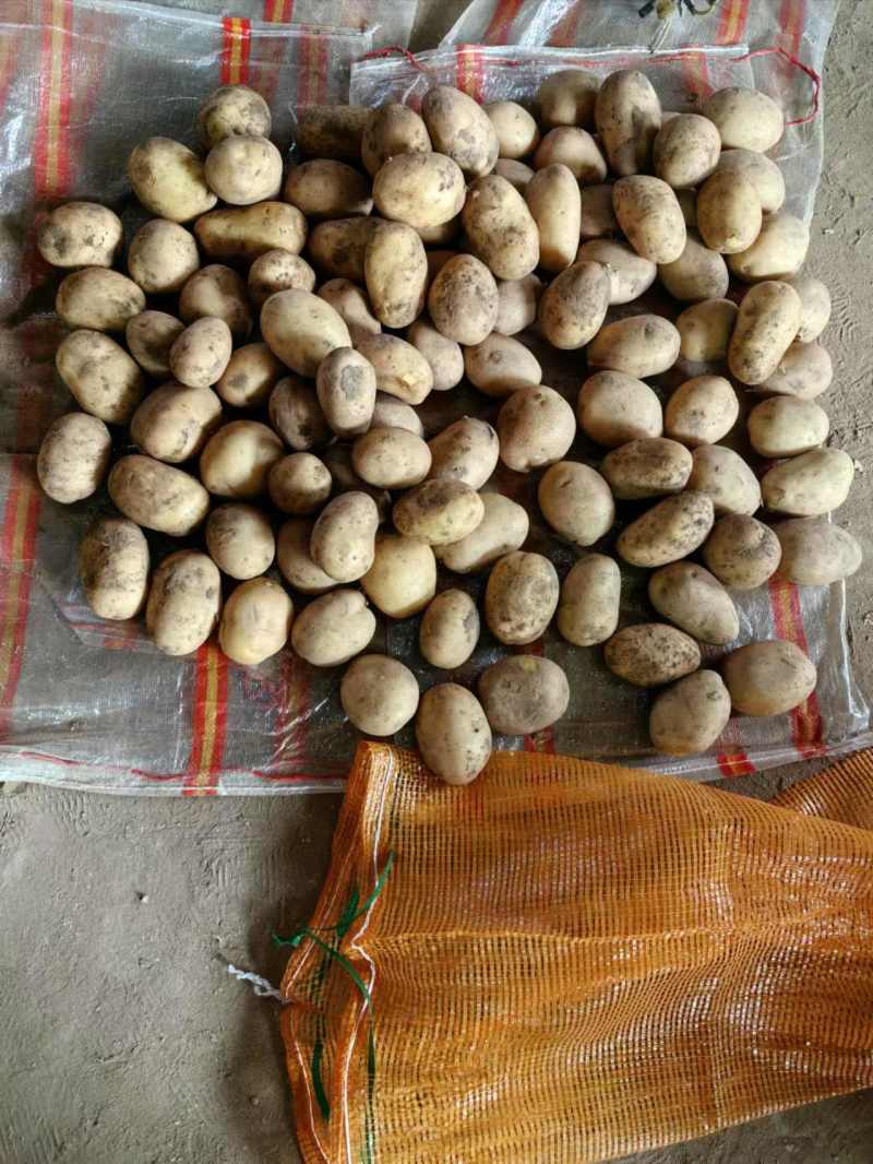 【土豆】黄皮黄心土豆可视频看货质量保证价格优惠
