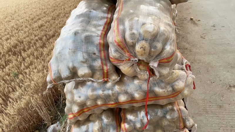 【土豆】黄皮黄心土豆可视频看货质量保证价格优惠