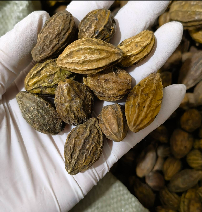 诃子各种中药材冷背药材名贵药材，售后和质量我们保证