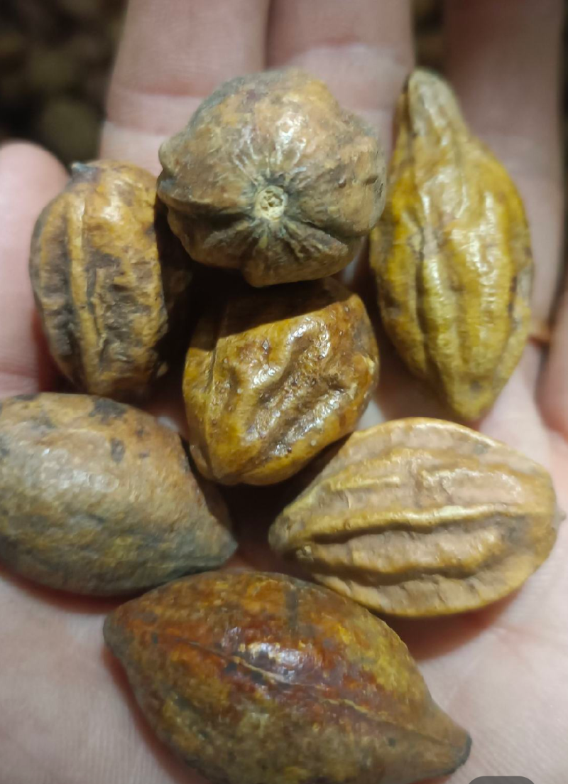 诃子各种中药材冷背药材名贵药材，售后和质量我们保证