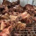 【熟牛肉】全熟卤香牛排骨，
