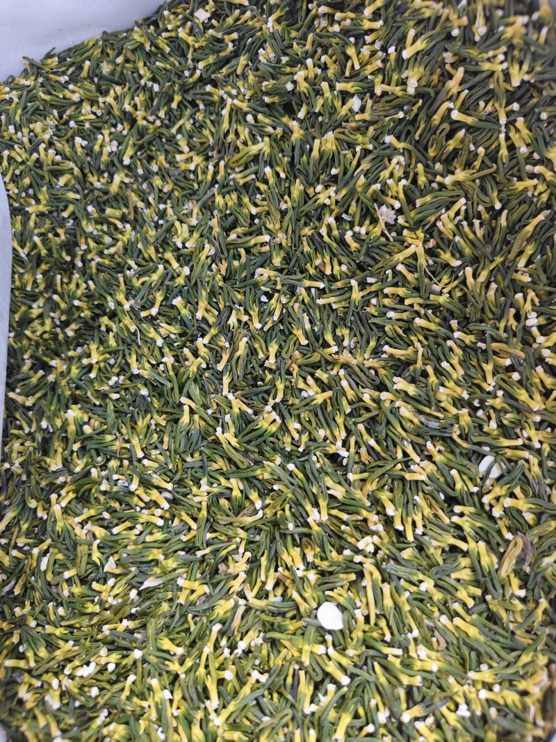 莲子心散装无硫莲子芯精选晒干莲子心散装批发实图拍摄