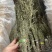 独脚金各规格有货颜色青绿货均有大量供应对接全国市场