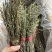 独脚金各规格有货颜色青绿货均有大量供应对接全国市场