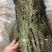 独脚金各规格有货颜色青绿货均有大量供应对接全国市场