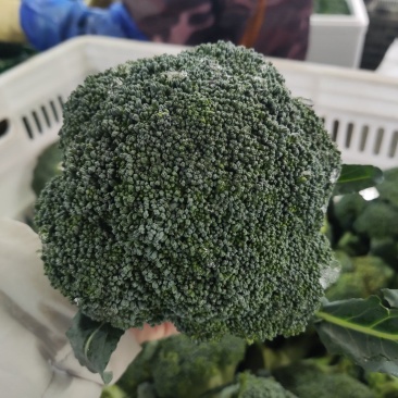 精品西蓝花蔬菜基地全国直发西蓝花花菜大量上市可出口