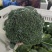 精品西蓝花蔬菜基地全国直发西蓝花花菜大量上市可出口