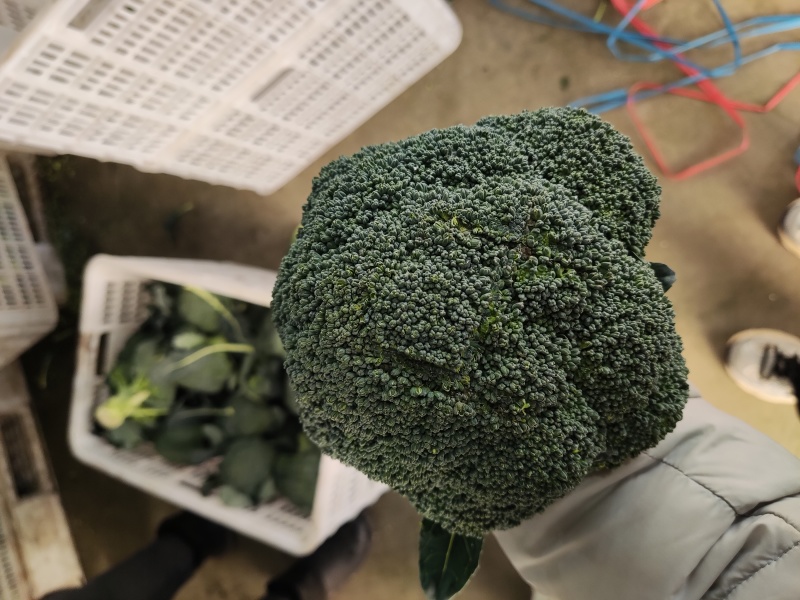 精品西蓝花蔬菜基地全国直发西蓝花花菜大量上市可出口