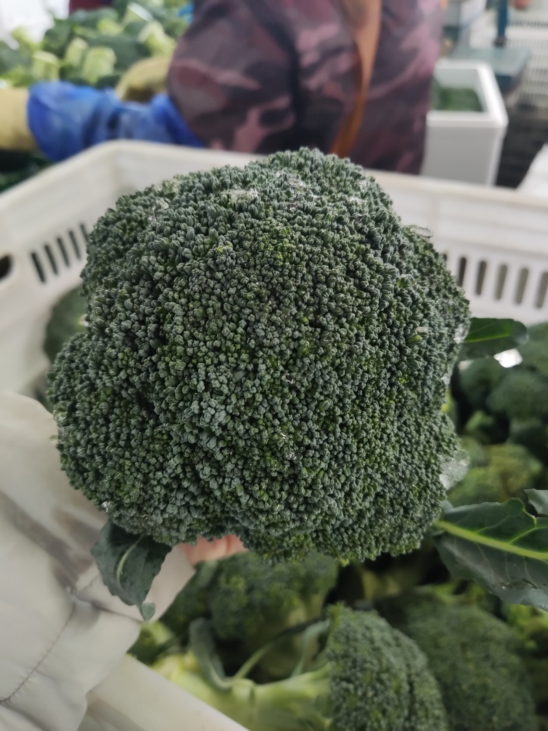 精品西蓝花蔬菜基地全国直发西蓝花花菜大量上市可出口