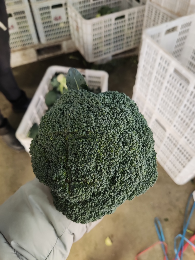 精品西蓝花蔬菜基地全国直发西蓝花花菜大量上市可出口