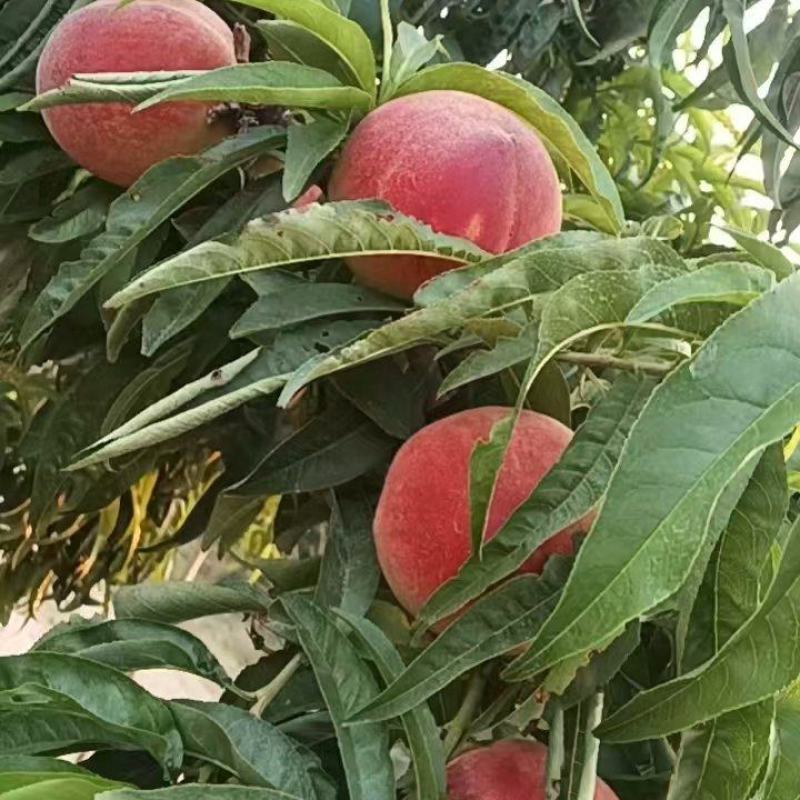 砀山水蜜桃大量上市，代办，供应渠道社区团购一件代发，