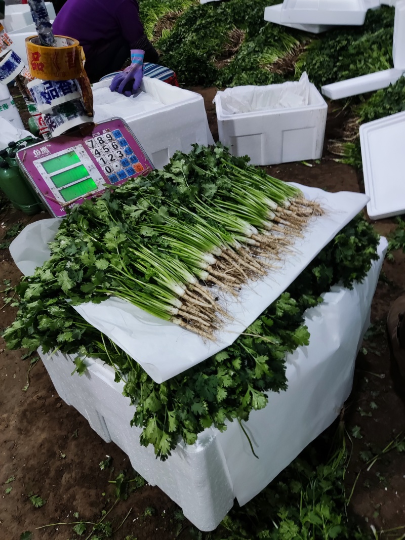 【实力店铺】铁杆青香菜精品香菜欢迎订购可视频看货