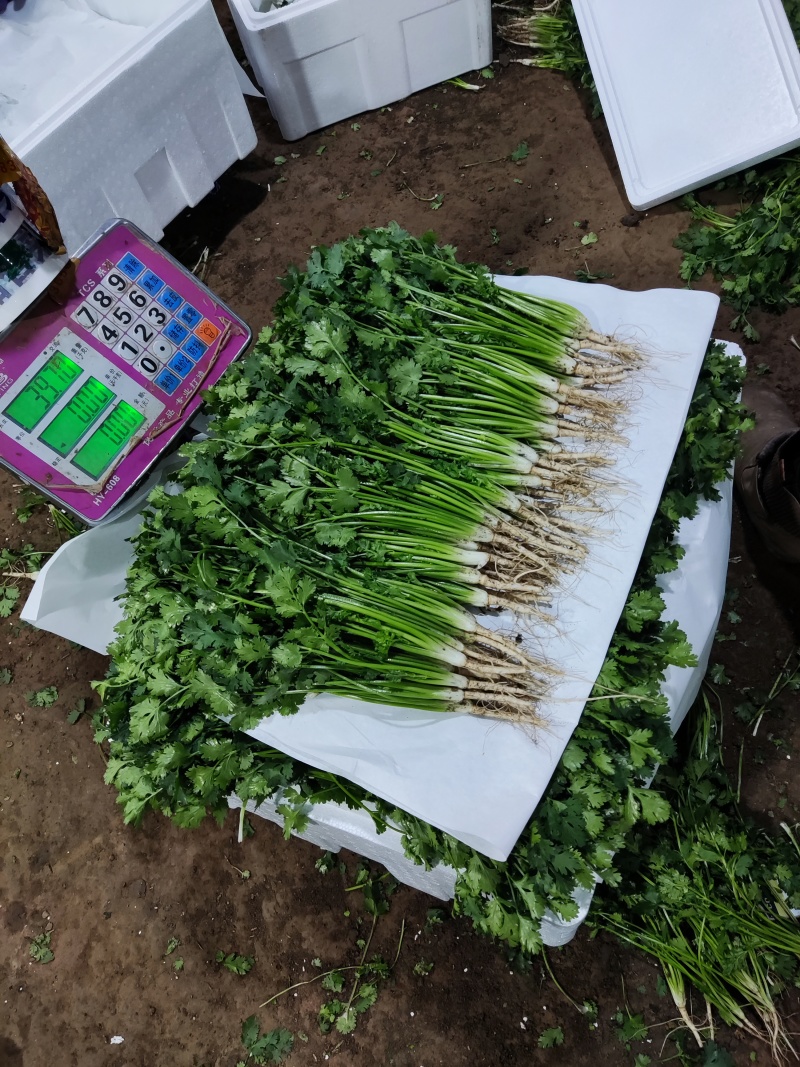 【实力店铺】铁杆青香菜精品香菜欢迎订购可视频看货