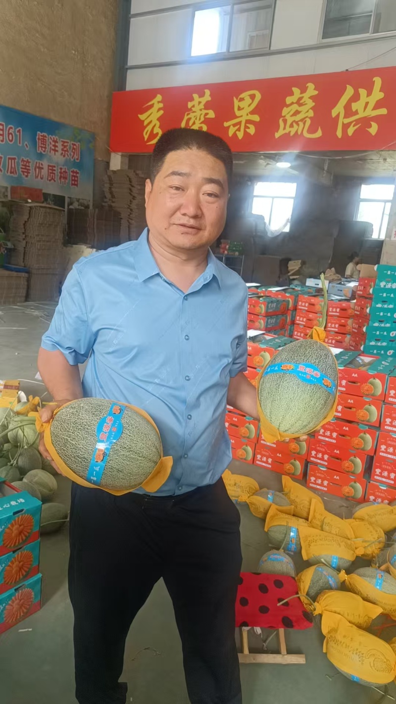 西州蜜25哈密瓜小蜜25大量上市产地直供全国发货