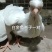 观赏鸽肉鸽自产自销