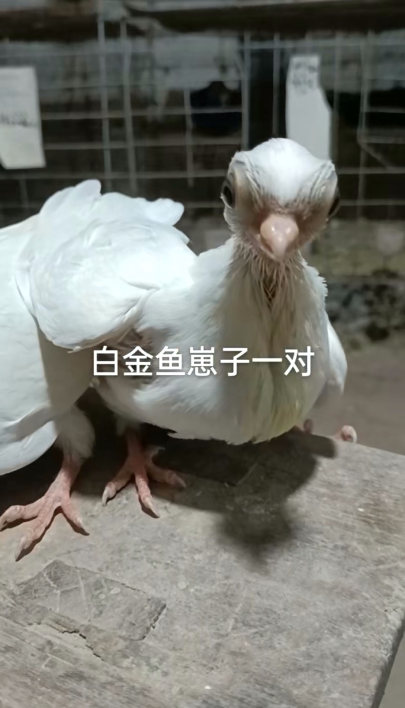 观赏鸽肉鸽自产自销