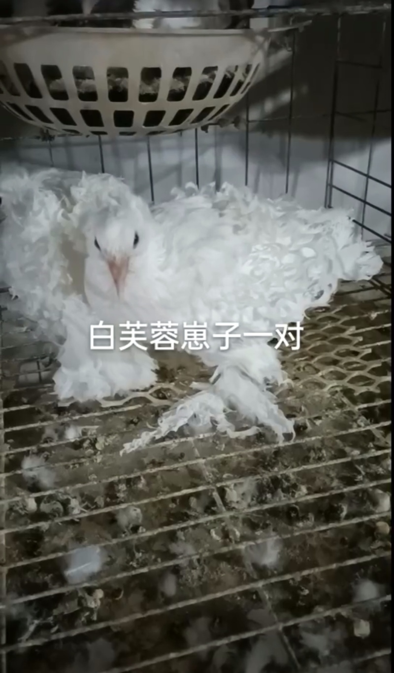 观赏鸽肉鸽自产自销
