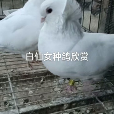 观赏鸽肉鸽自产自销