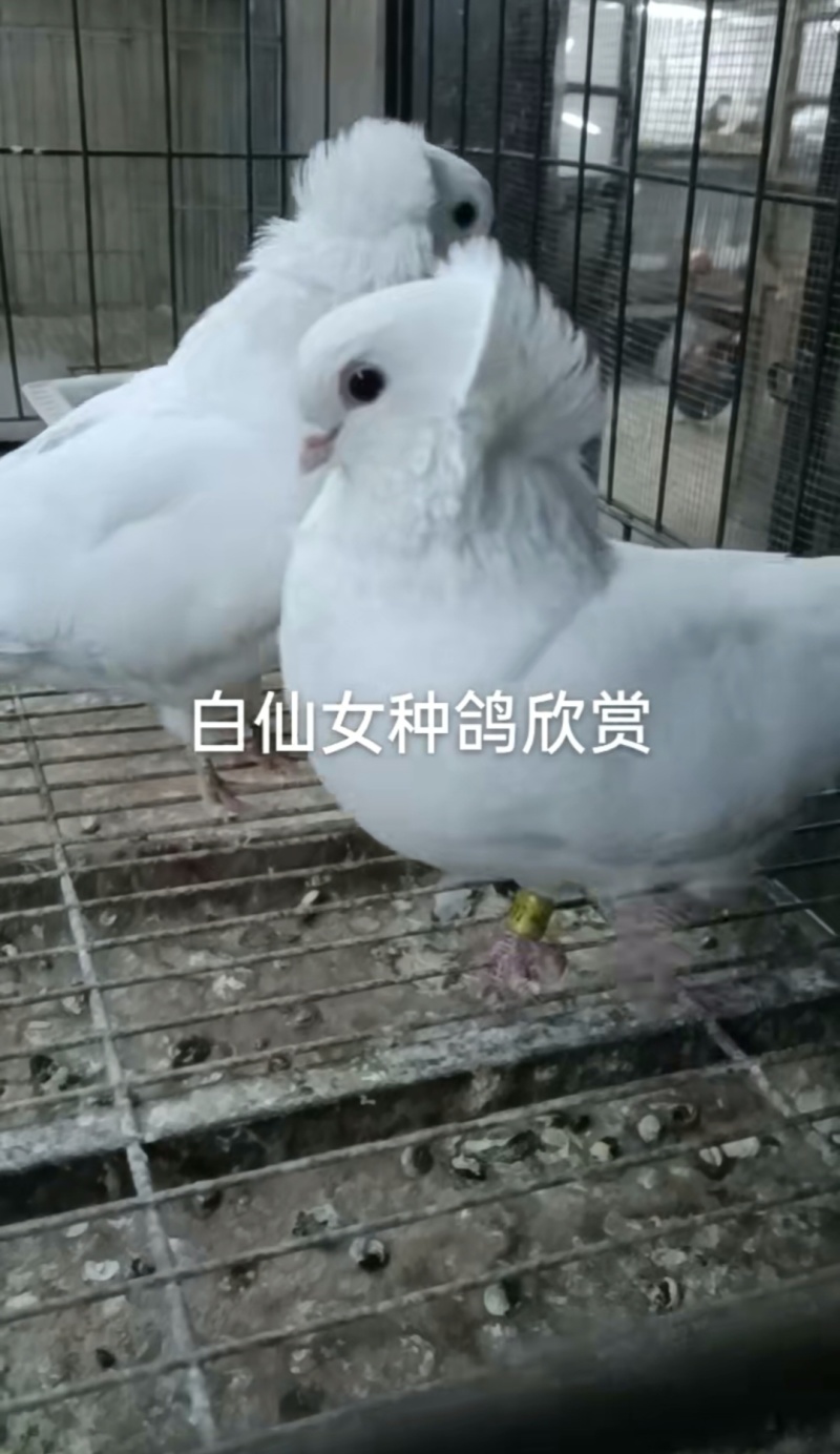 观赏鸽肉鸽自产自销