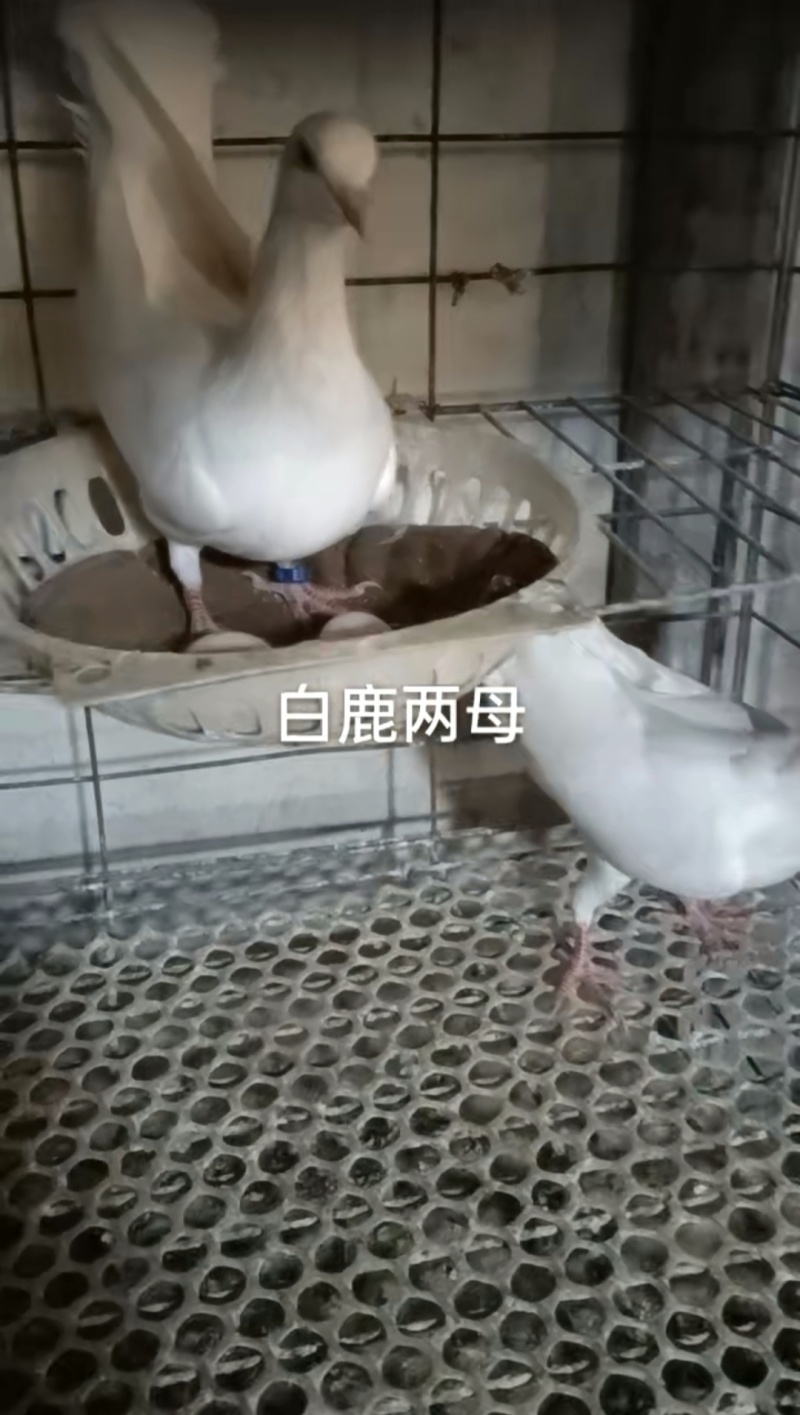 观赏鸽肉鸽自产自销