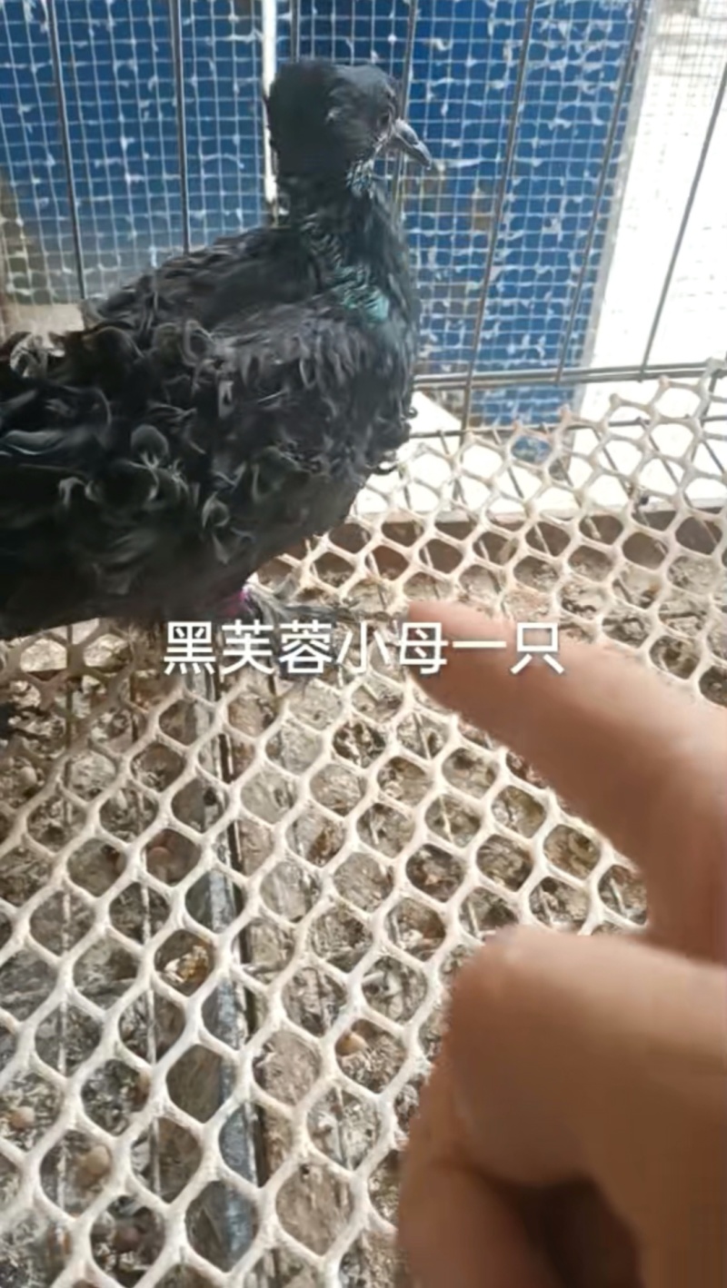 观赏鸽肉鸽自产自销