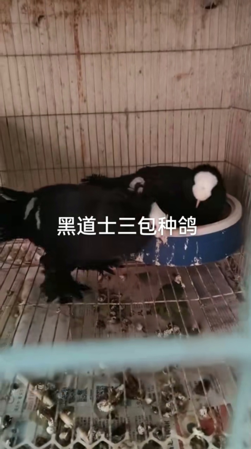 观赏鸽肉鸽自产自销
