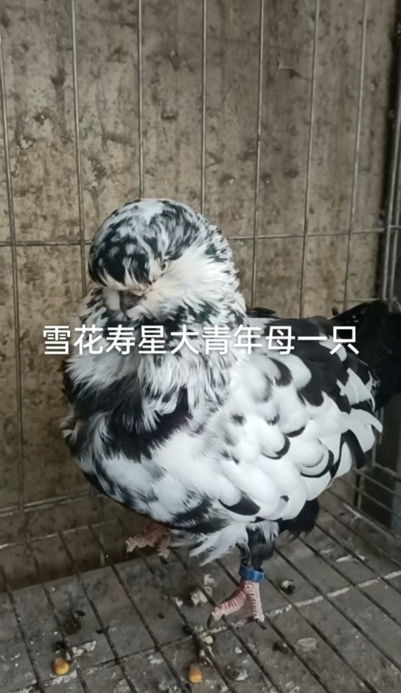 观赏鸽肉鸽自产自销