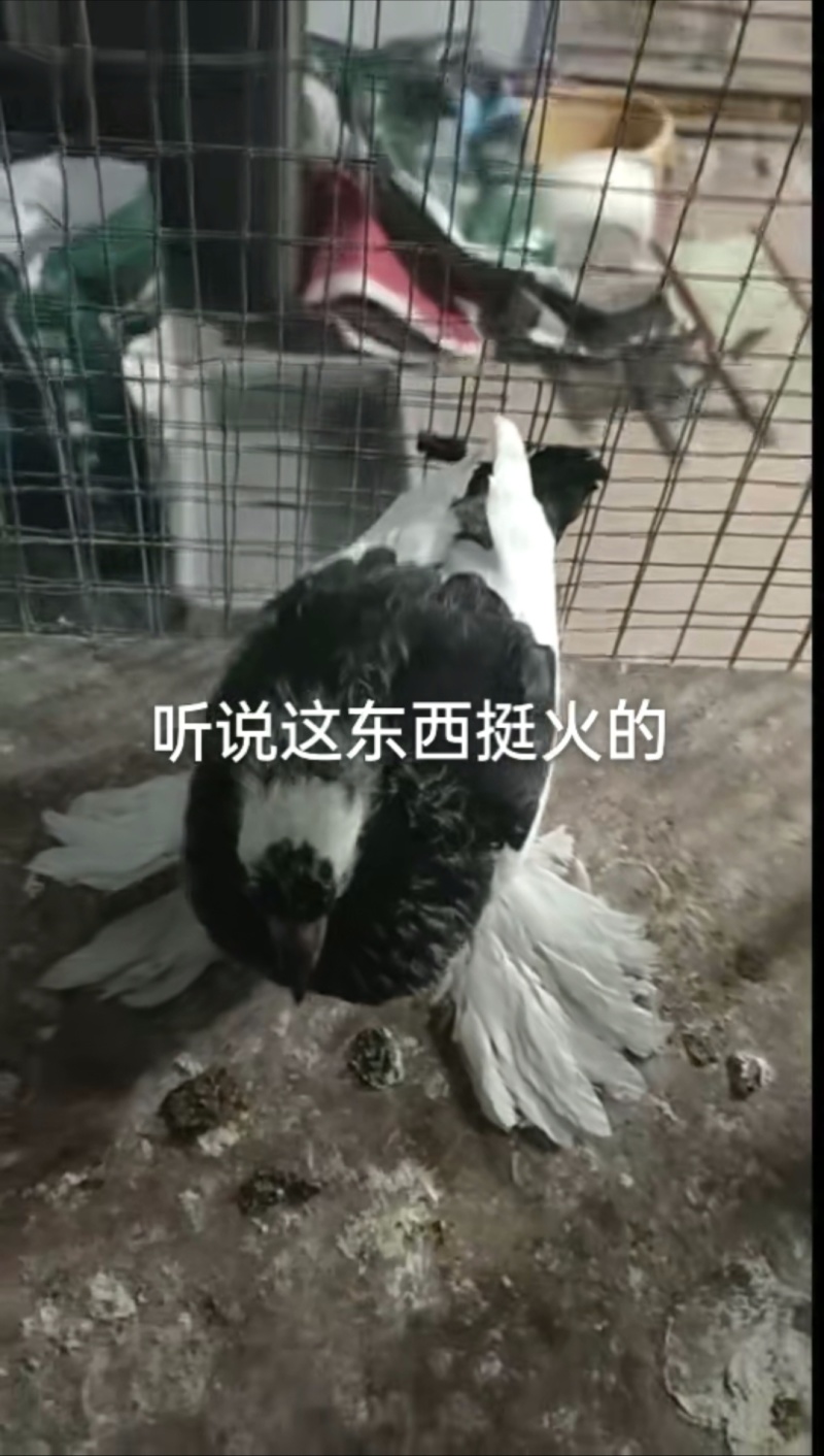 观赏鸽肉鸽自产自销