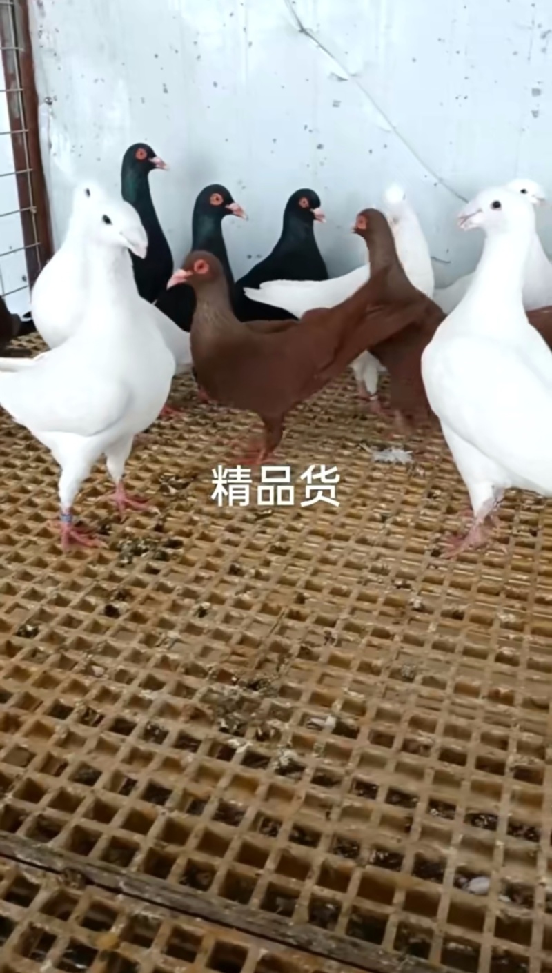 观赏鸽肉鸽自产自销
