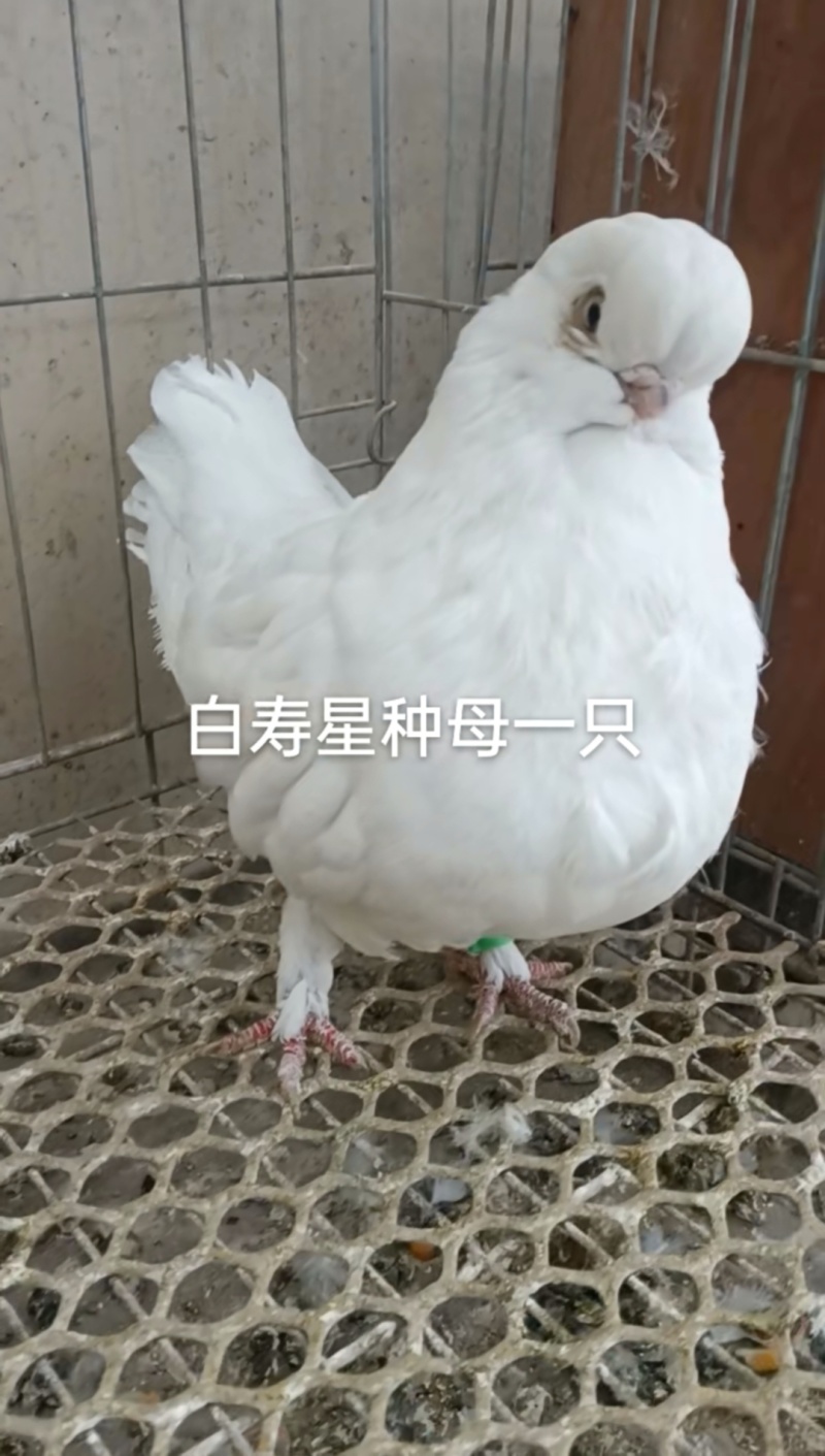 观赏鸽肉鸽自产自销