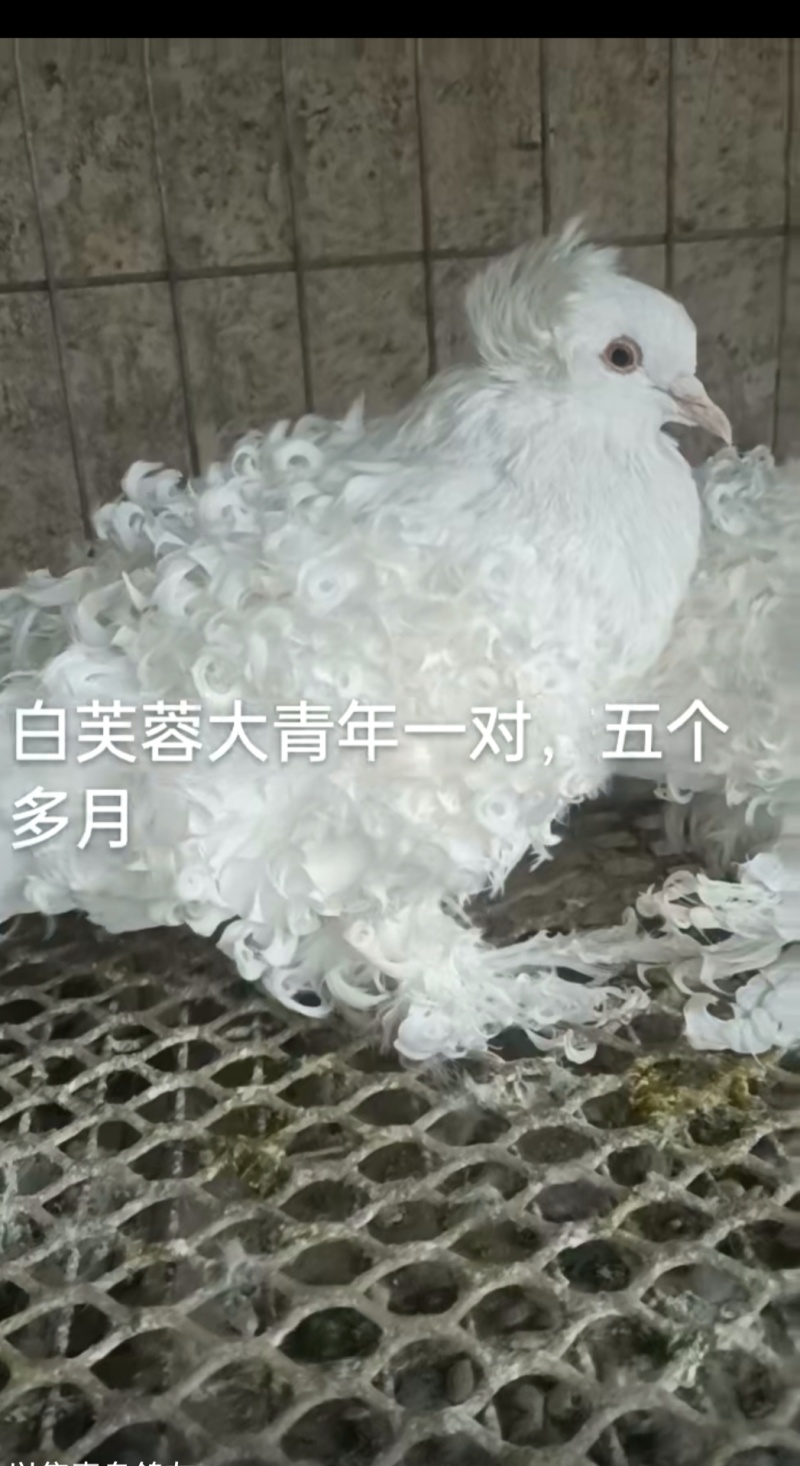 观赏鸽肉鸽自产自销