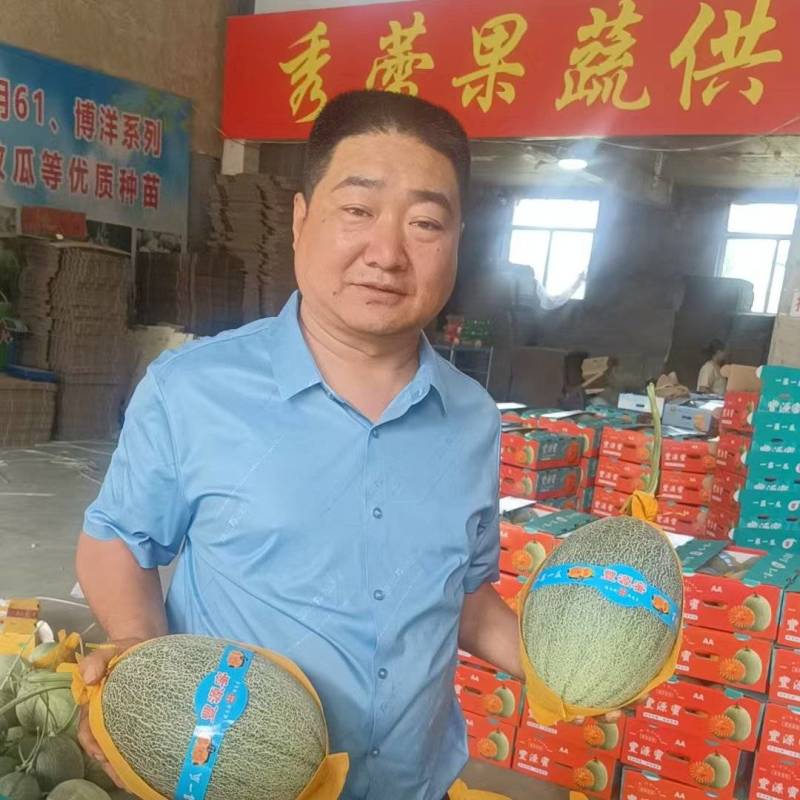 西州蜜25哈密瓜小蜜25大量上市产地直供全国发货