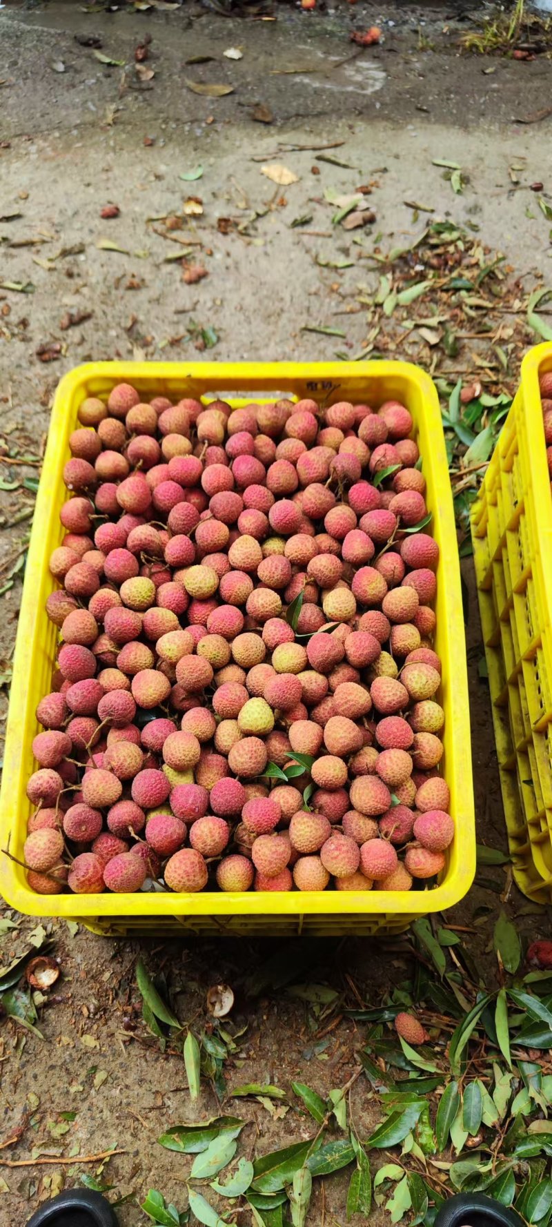 广东电白白蜡荔枝大量接单品质保证诚信合作欢迎下单