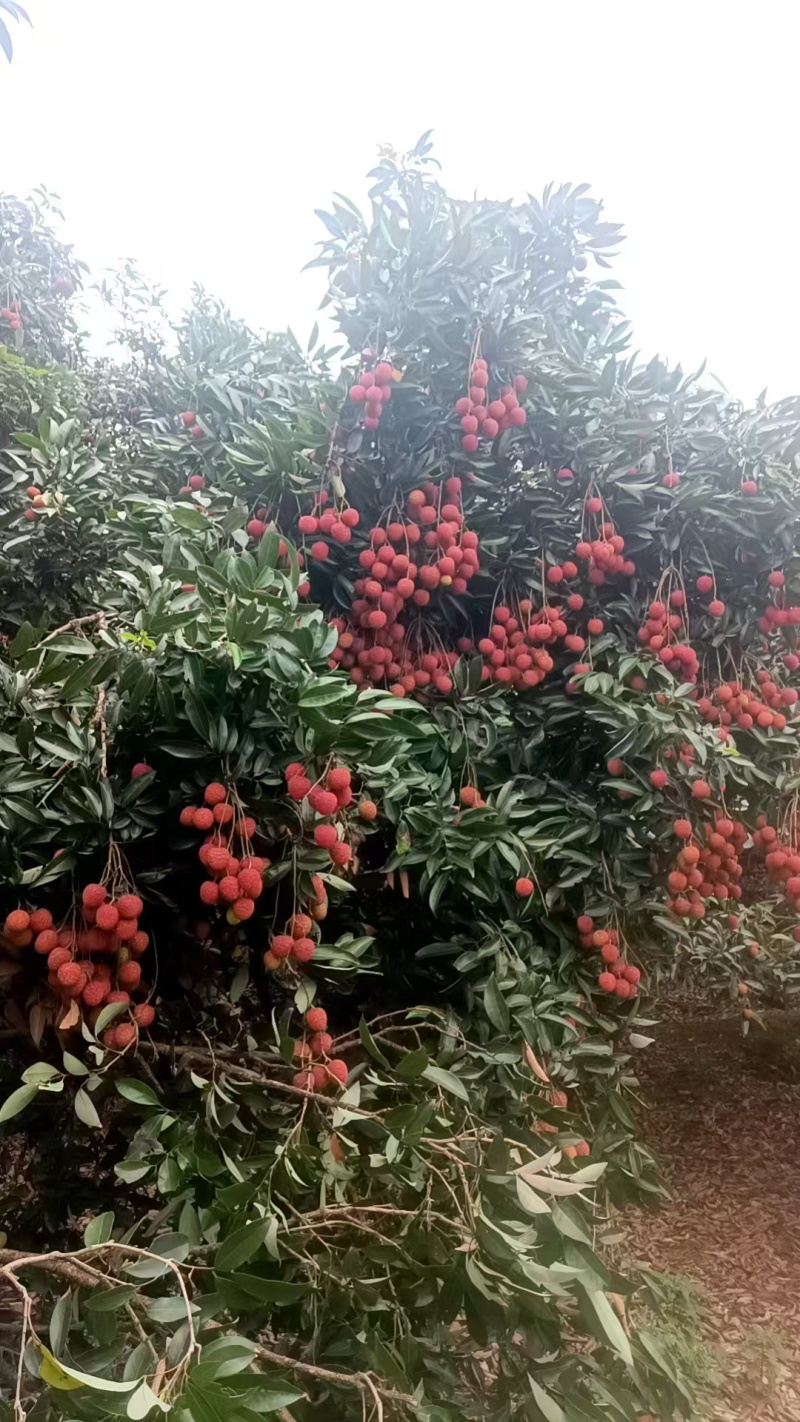 广东电白白蜡荔枝大量接单品质保证诚信合作欢迎下单