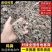 青年鸡小鸡粪，大量有货，量大从优欢迎联系