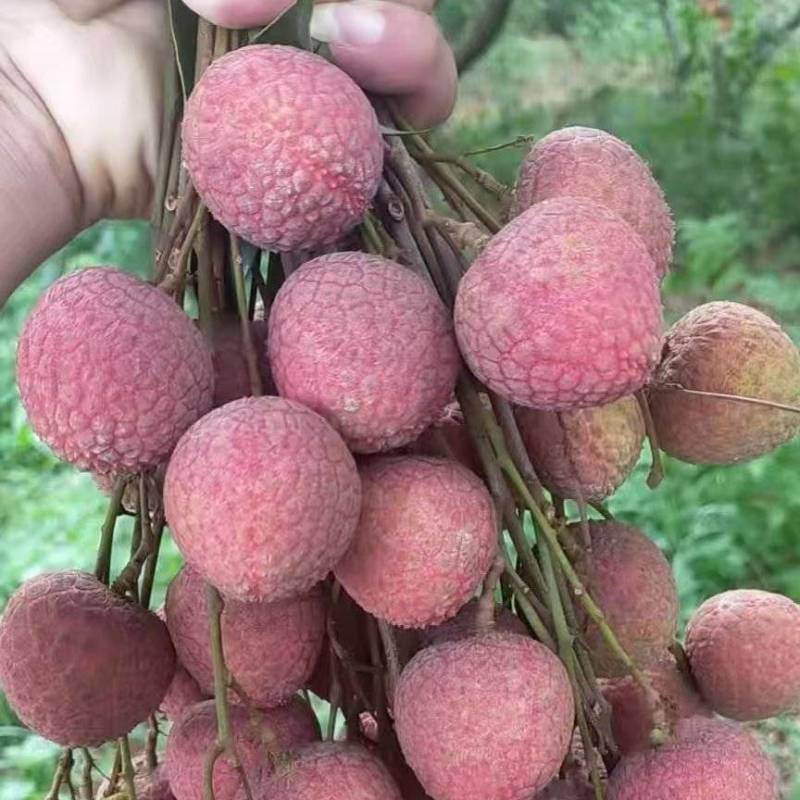 【推荐】黑叶荔枝大量接单产地直发量大从优欢迎下单