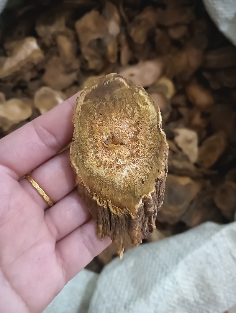 大黄马蹄黄现货供应实物实拍批发各种中药材