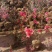 映山红，映山红苗，映山红花海苗，映山红绿化苗映山红三年苗
