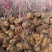 映山红，映山红苗，映山红花海苗，映山红绿化苗映山红三年苗