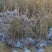 映山红，映山红苗，映山红花海苗，映山红绿化苗映山红三年苗